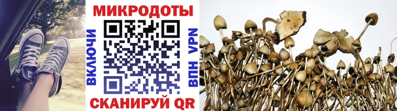 Псилоцибиновые грибы Cubensis как найти Струнино